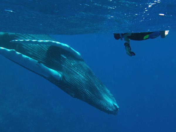 Watch and swim with humpback whales in the Caribbean