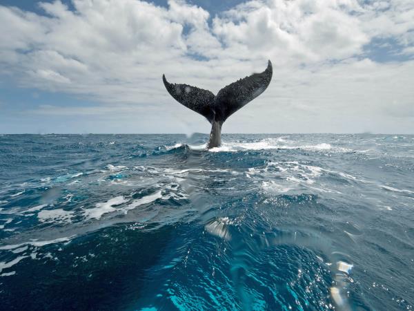 Watch and swim with humpback whales in the Caribbean