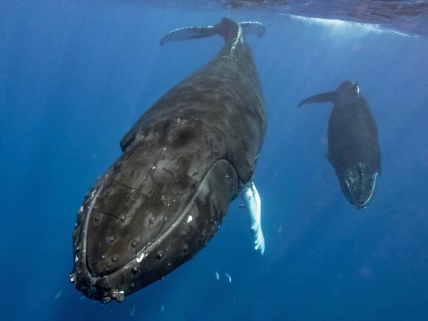 Watch and swim with humpback whales in the Caribbean