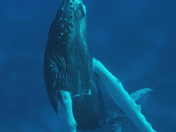 Watch and swim with humpback whales in the Caribbean