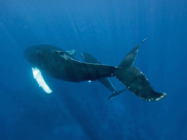 Watch and swim with humpback whales in the Caribbean