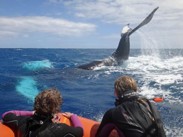 Watch and swim with humpback whales in the Caribbean