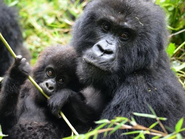 Wheelchair accessible gorilla tracking in Rwanda