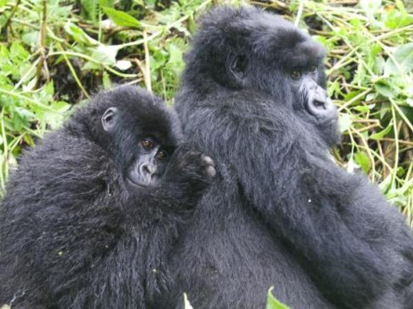 Wheelchair accessible gorilla tracking in Rwanda