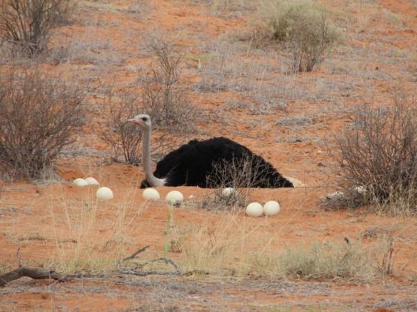 Namibia self drive tour, deserts and canyons