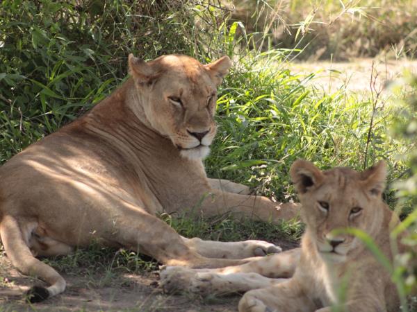 Family safari in Tanzania