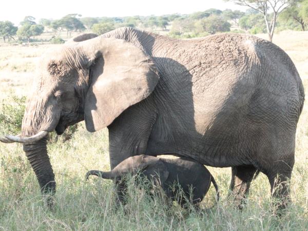 Family safari in Tanzania