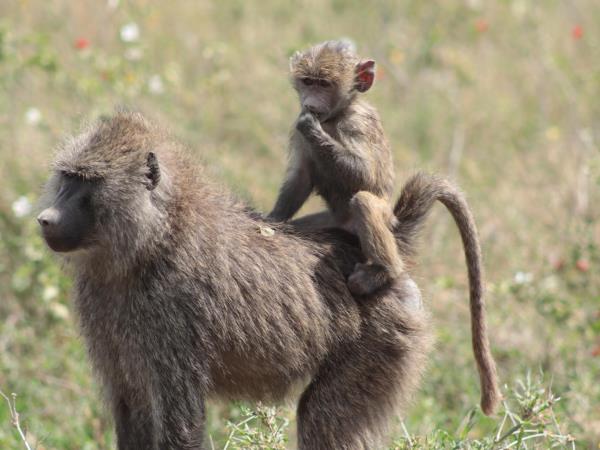 Family safari in Tanzania