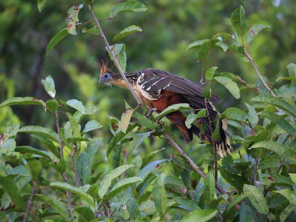 Venezuela birding tour, tailor made