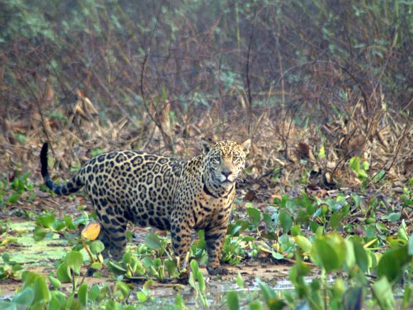 Bolivia wildlife vacation, jaguars and wild cats