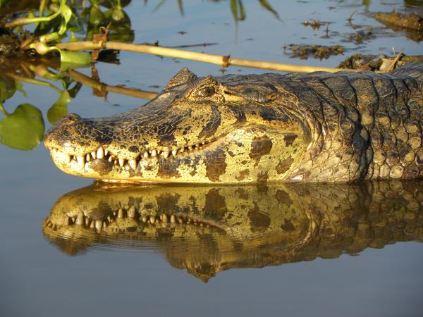 Bolivia wildlife vacation, jaguars and wild cats