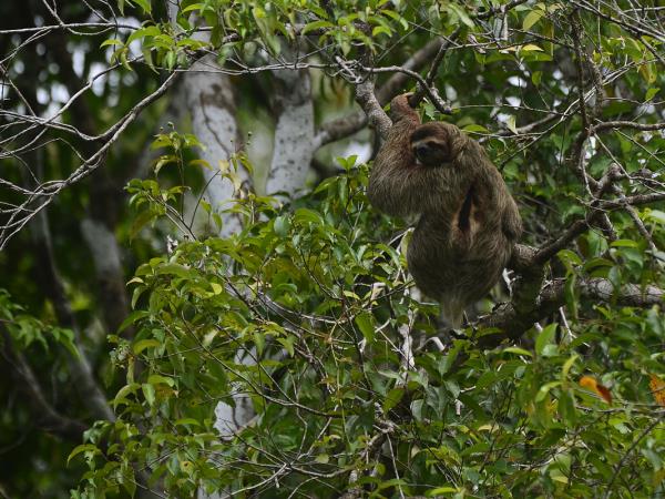 Bolivia wildlife vacation, jaguars and wild cats