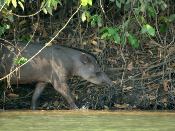 Bolivia wildlife vacation, jaguars and wild cats