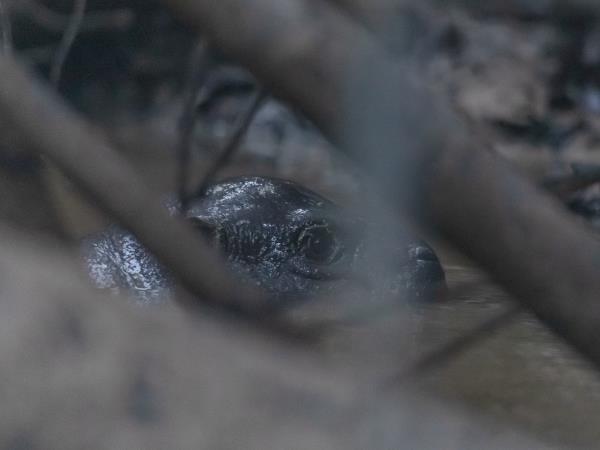 Ivory Coast wildlife vacation, pygmy hippo expedition