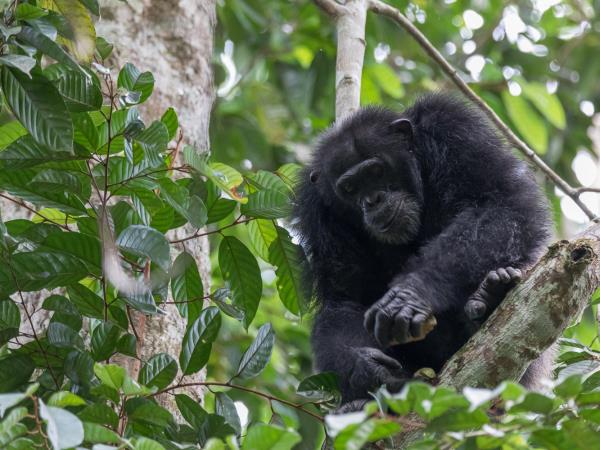 Ivory Coast wildlife vacation, pygmy hippo expedition