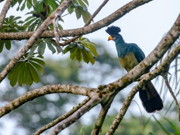 Ivory Coast wildlife vacation, pygmy hippo expedition