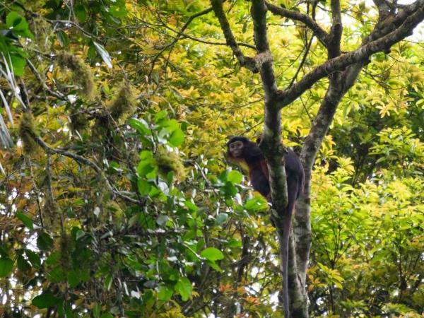 Ivory Coast wildlife vacation, pygmy hippo expedition