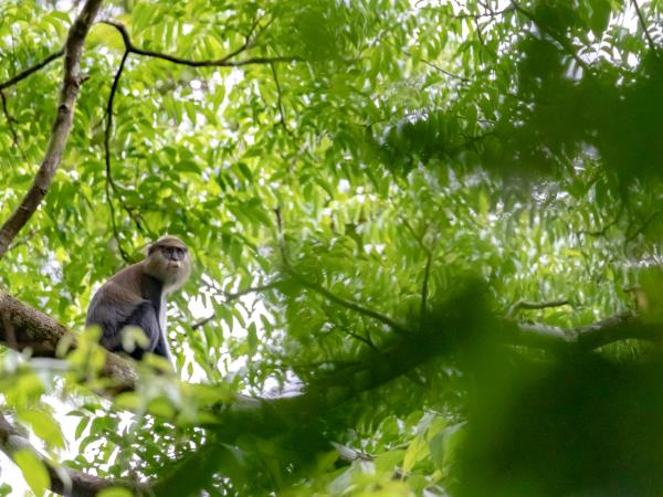 Ivory Coast wildlife vacation, pygmy hippo expedition