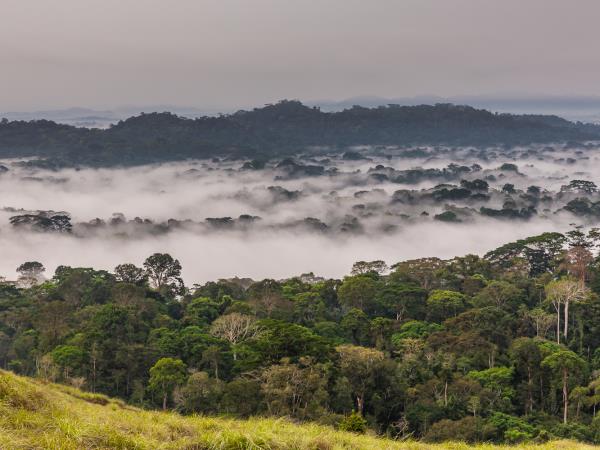 Ivory Coast wildlife vacation, pygmy hippo expedition