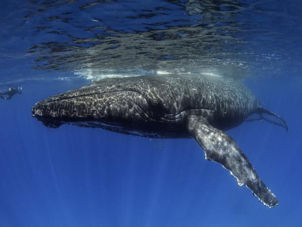 Swim with whales in Tonga