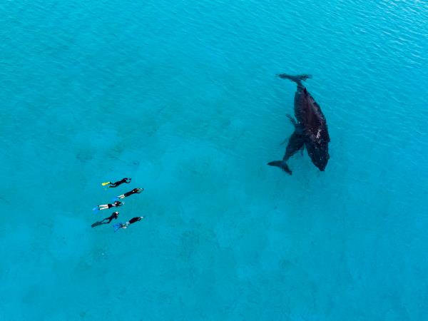 Swim with whales in Tonga