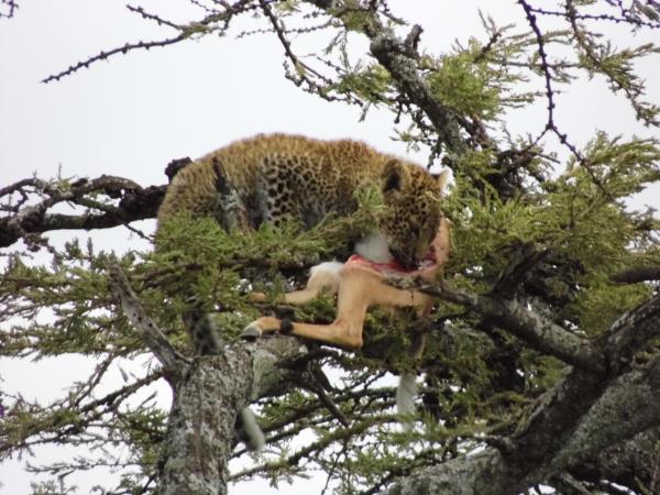 Laikipia Plateau luxury safari in Kenya