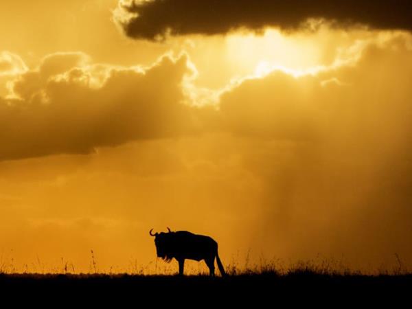 Kenya national parks safari, tailor made