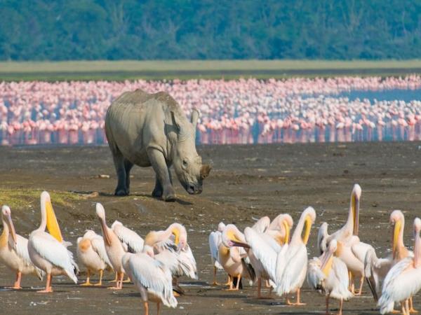 Kenya national parks safari, tailor made