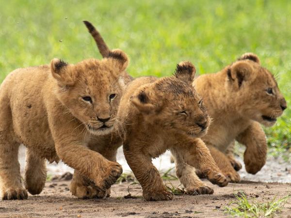 Kenya national parks safari, tailor made