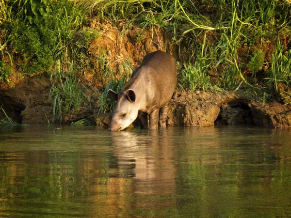 Brazil holiday, Jaguar spotting & Amazon