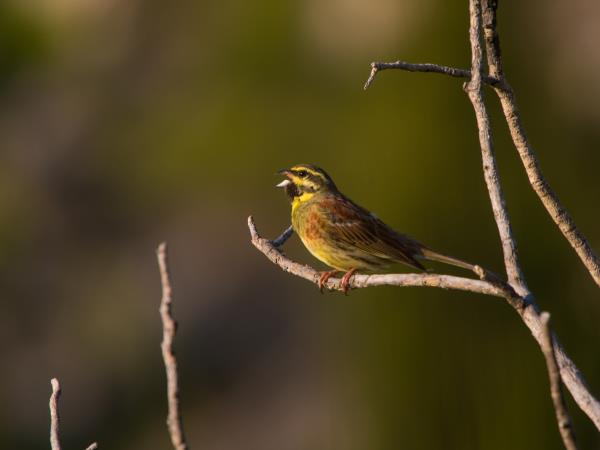 Montenegro bird watching vacation | Responsible Travel