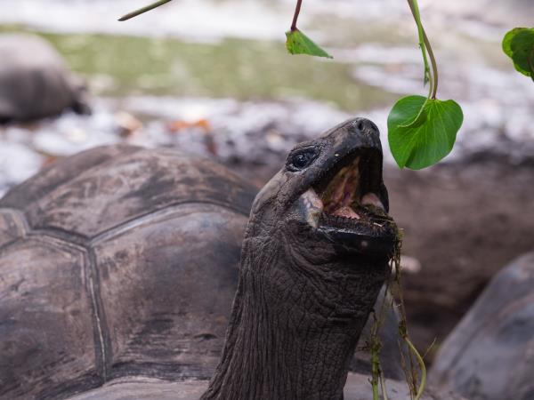 Guyana nature and culture tour