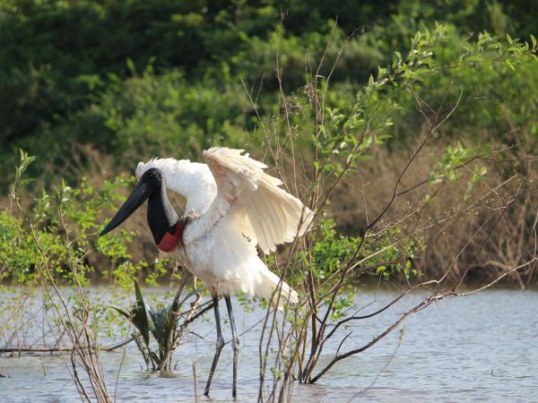 Guyana nature and culture tour