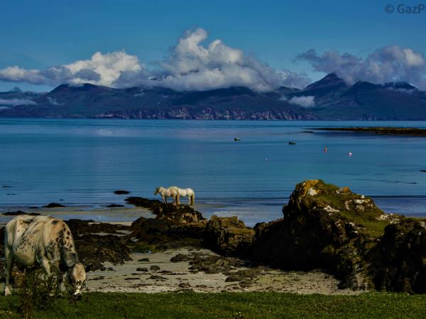 Wildlife sailing holiday in Scotland