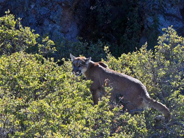 Bolivia small group wildlife tour