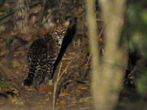 Bolivia small group wildlife tour