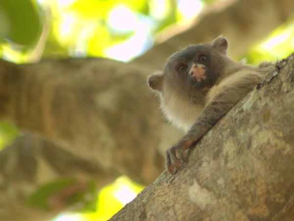 Bolivia small group wildlife tour