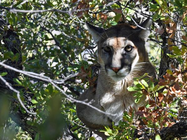 Bolivia small group wildlife tour