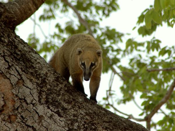 Bolivia small group wildlife tour