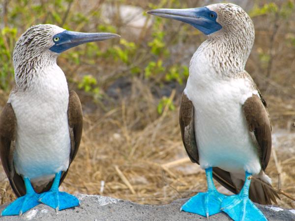 Galapagos luxury nature cruise