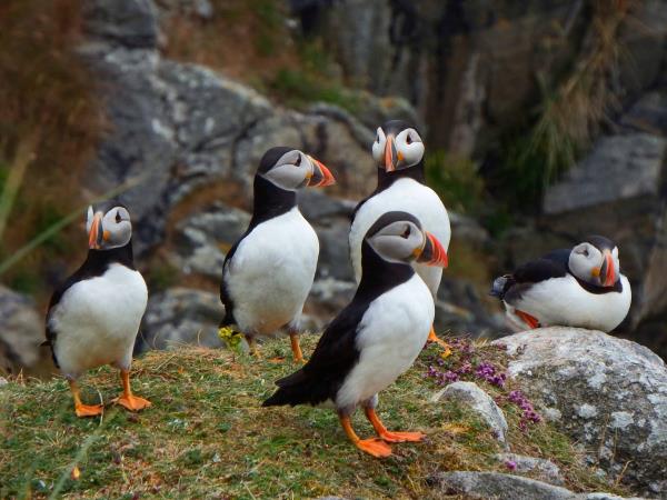 St Kilda, Outer Hebrides Cruise, Scotland