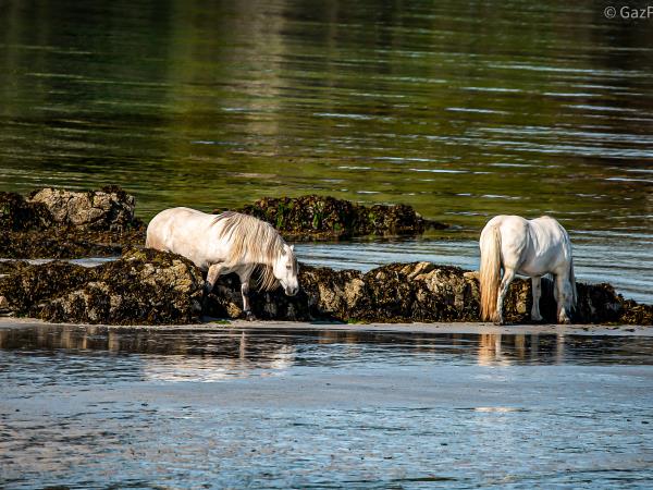 Scottish Hebrides guided wildlife tour