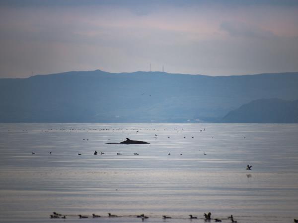 Scottish Hebrides guided wildlife tour