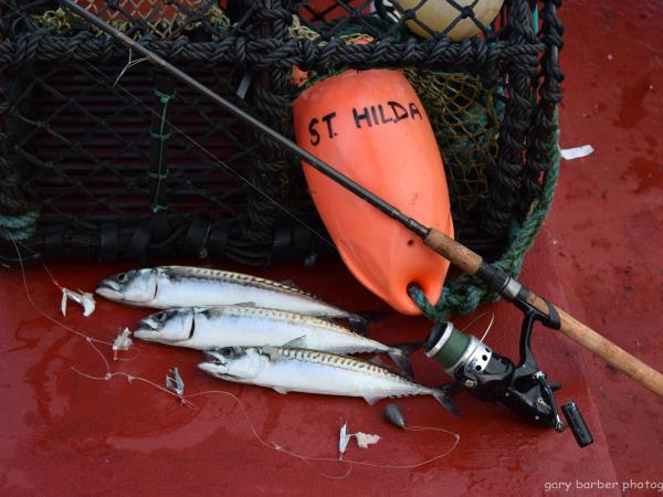 Wildlife sailing holiday in Scotland