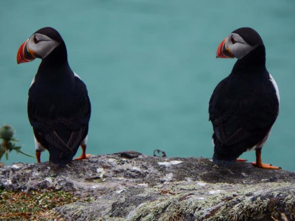 Wildlife sailing holiday in Scotland