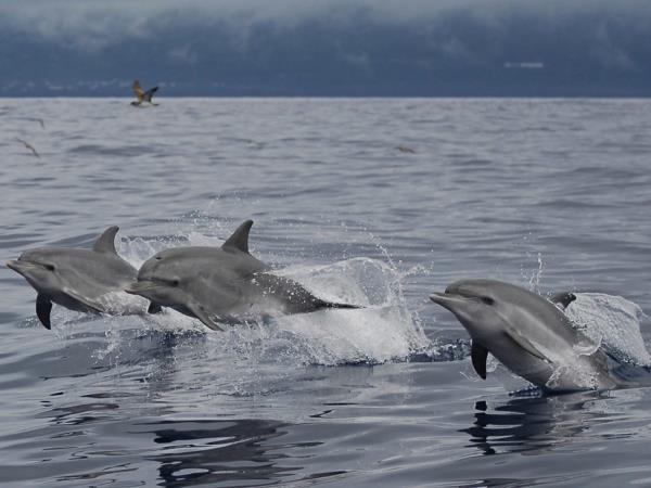 Azores accessible whale watching vacation