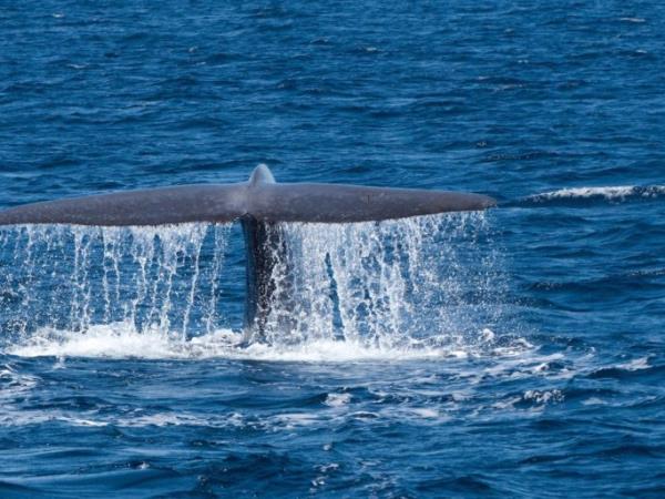 Azores accessible whale watching vacation