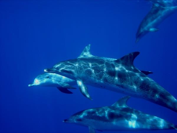 Azores accessible whale watching vacation