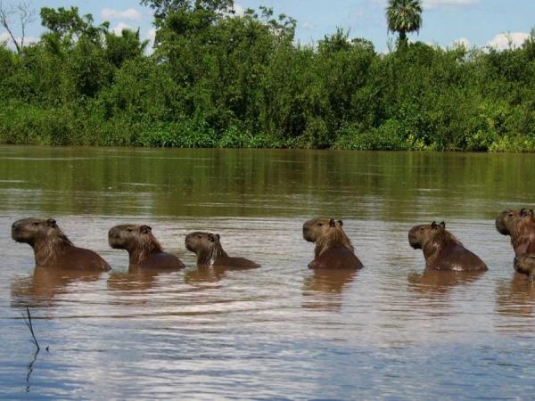 Brazil wildlife vacation, waterfalls and beaches