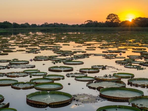 Brazil wildlife vacation, waterfalls and beaches